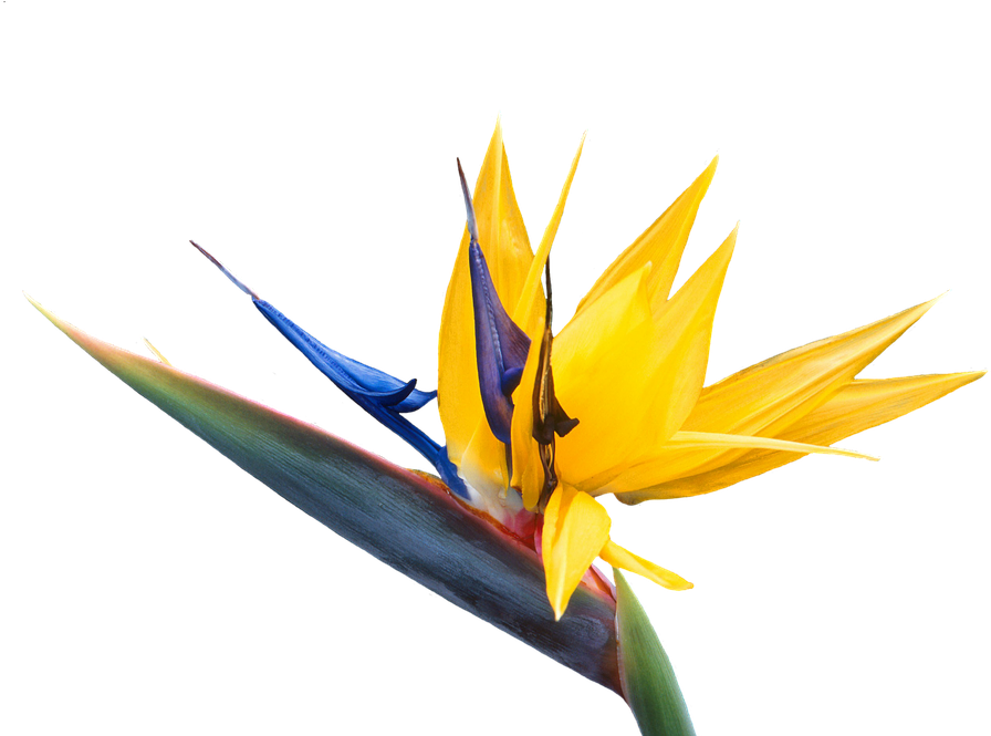 Paradise Cliparts 23, Buy Clip Art - Bird Of Paradise Flower (960x664)