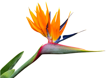 Caudata, Strelitzia - Birds Of Paradise Png (453x340)
