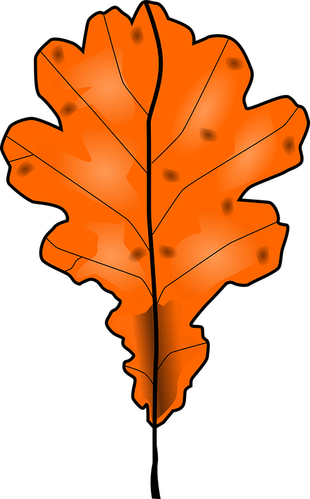 Fall Trees Clipart 22, - Dead Leaf Clipart Png (448x720)