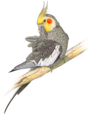 Parrots In Paradise Clipart - Dibujo Ninfa Pajaro (314x400)