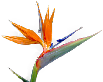 Clipart Image Gallery - Bird Of Paradise Flower Png (400x300)