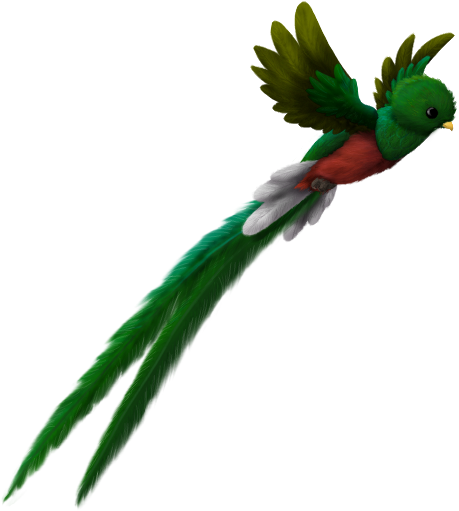 Quetzal Clipart Guatemala - Quetzal Guatemala Png (500x525)
