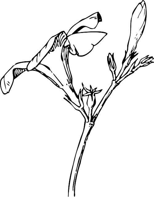 Black, Drawing, Plants, Tree, Flower, White, Flowers - White Oleander Flower (500x640)
