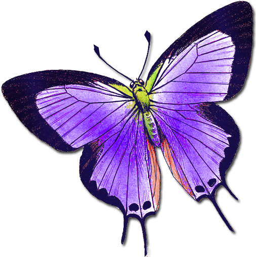 Butterflies 3 Butterflies - Butterfly 512 X 512 (512x512)