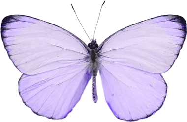 Periwinklethemed - Butterfly Tumblr Png (400x400)