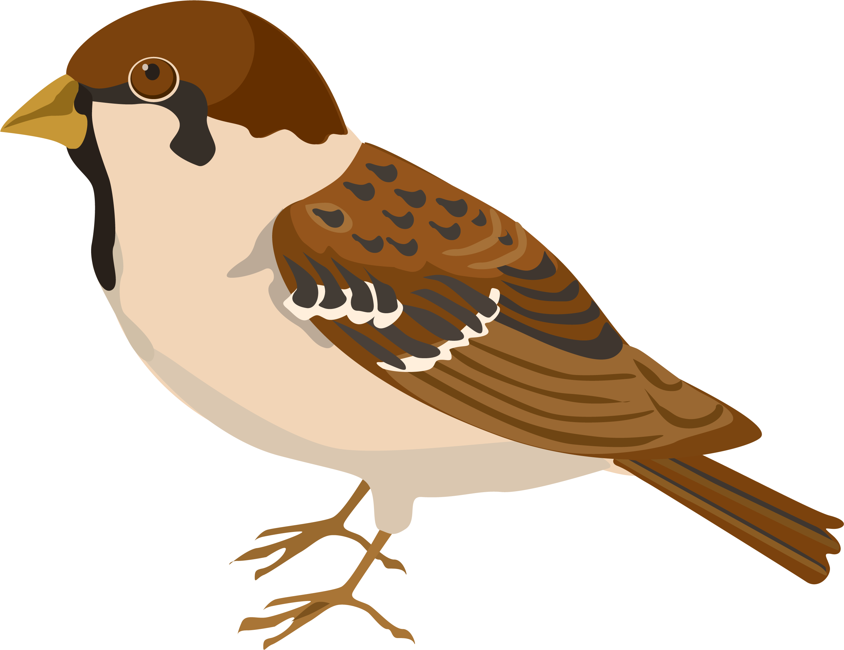 Sparrow Png - Burung Pipit Clipart (2768x2218)