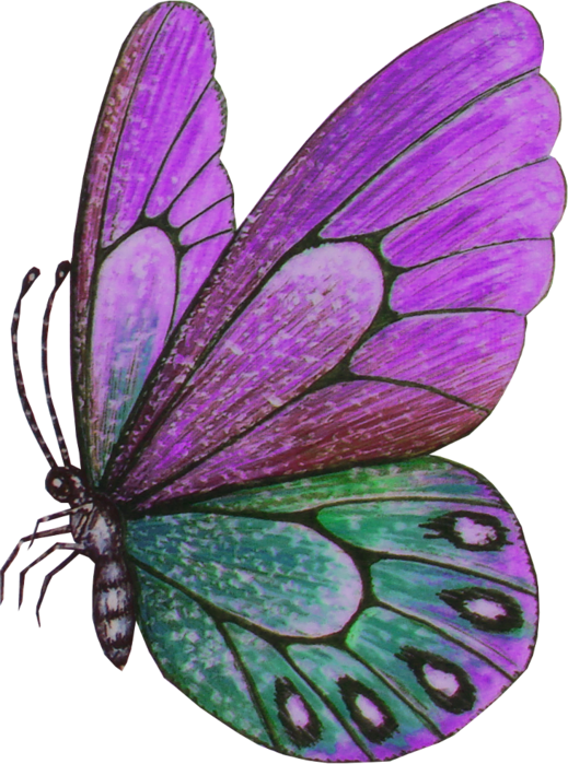 Violet Clipart Papillon - Butterfly (519x699)