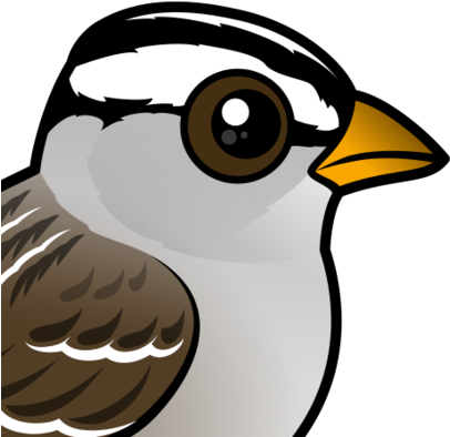 About The White-crowned Sparrow - White-crowned Sparrow (440x440)