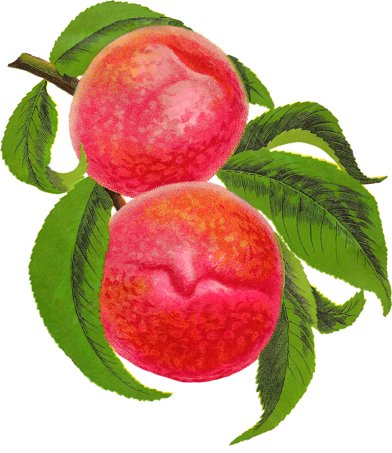 Digital Antique Peach Illustration Download - Berry (1423x1600)