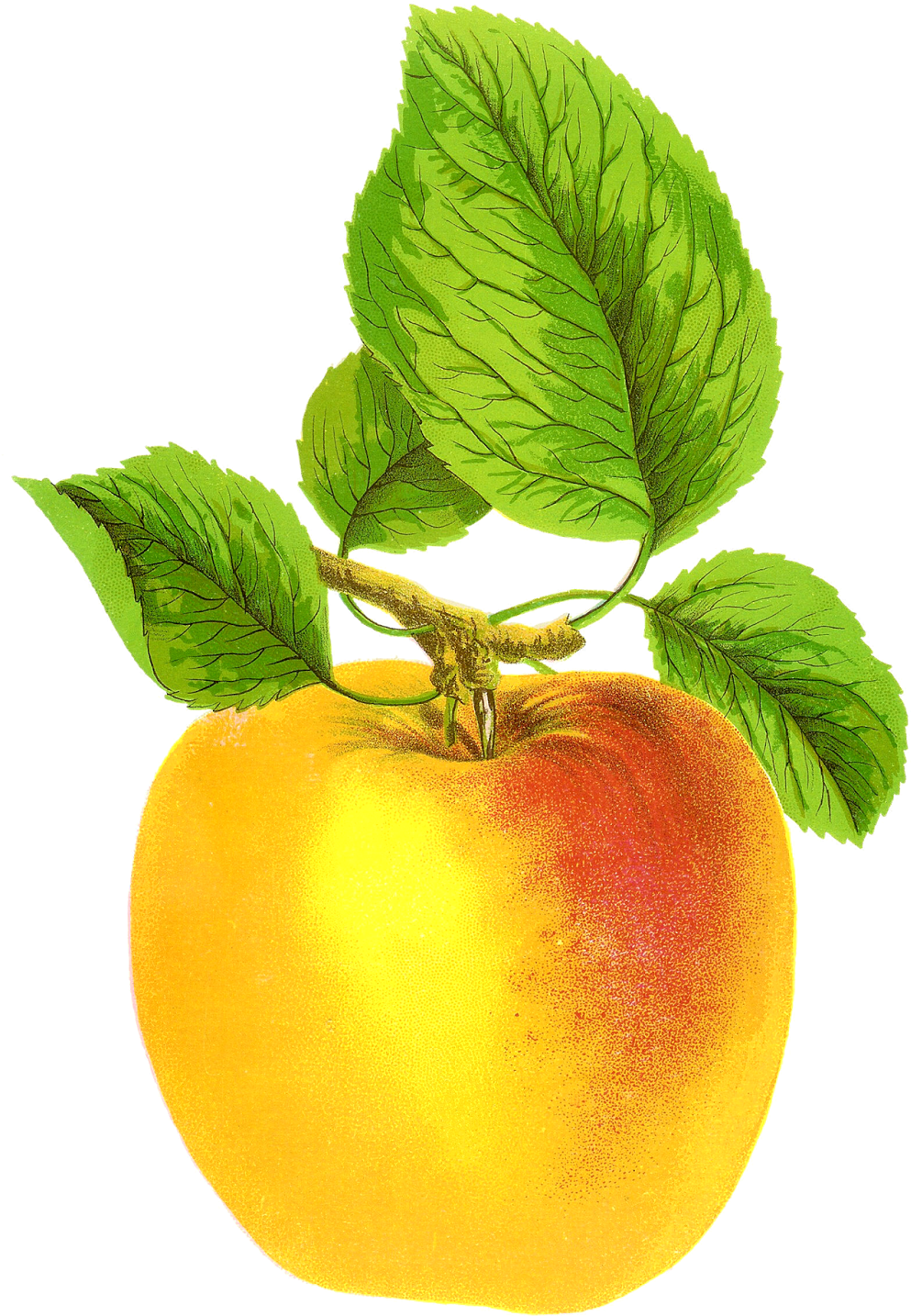 Free Digital Fruit Images Vintage Clip Art Apple Grime's - Vintage Apple Free (1117x1600)