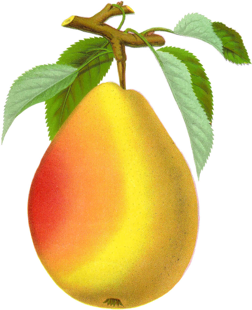 This Is A Spectacular Vintage Image Of The Pear, Clapp's - Stock.xchng (1273x1600)