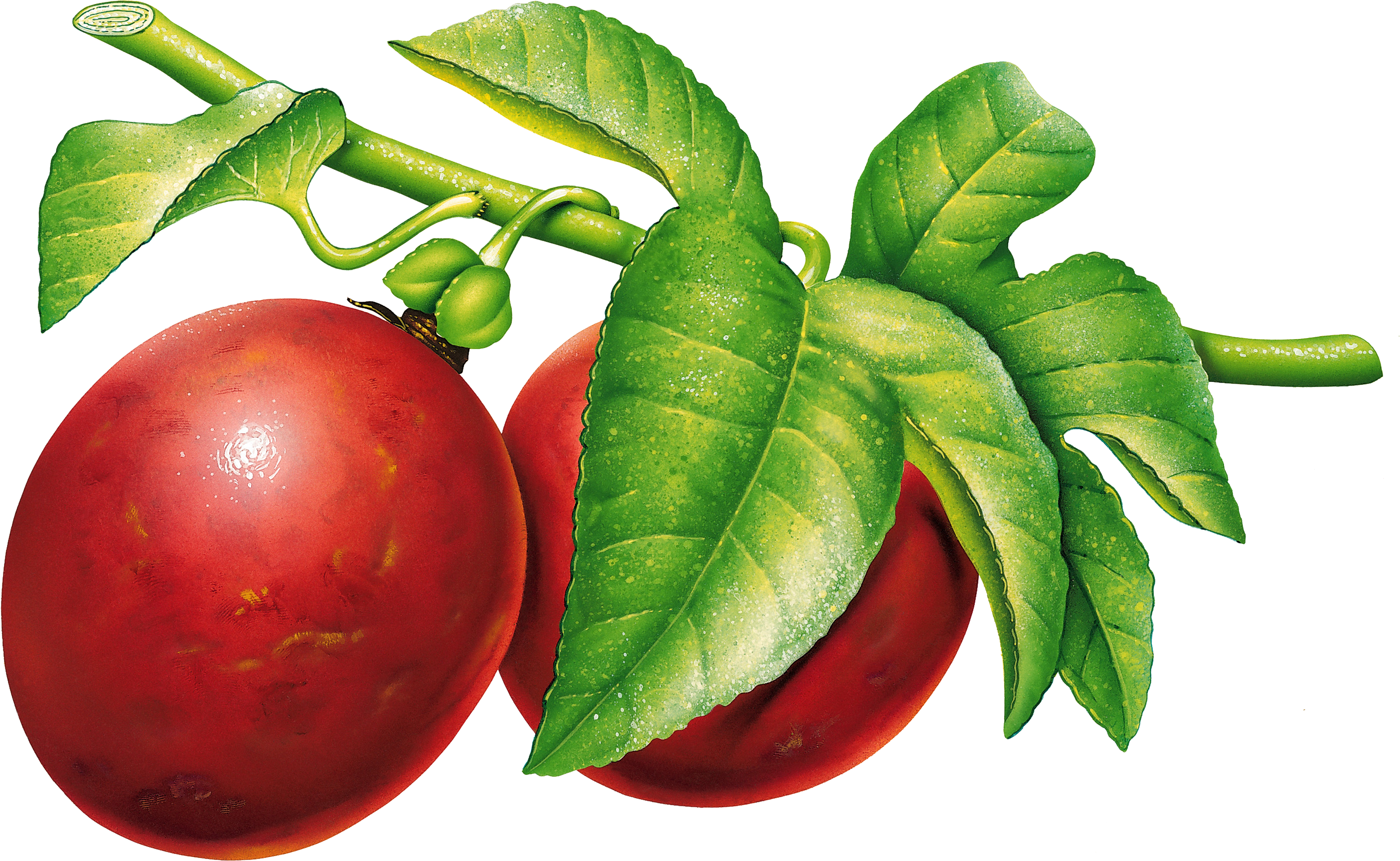 Plum Png Image - Plums Png (2809x1729)