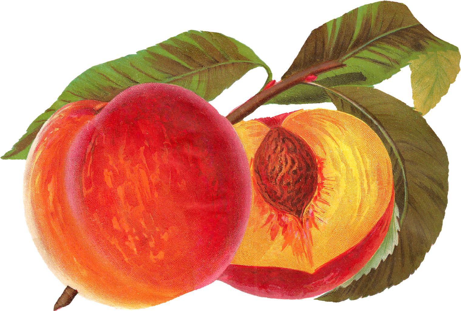 Digital Vintage Peach Artwork Download - Peach Fruit Illustration (1600x1145)