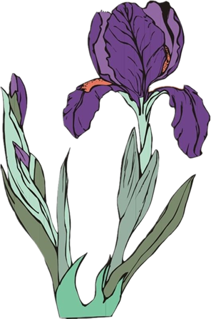 Purple Moth Orchids Illustration - Purple Moth Orchids Illustration (500x666)
