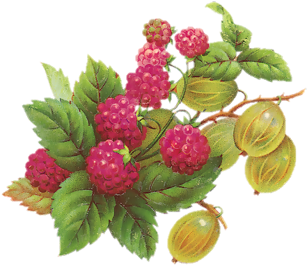 Tubes Victoriens / Fruits - Винтажные Картинки (452x409)