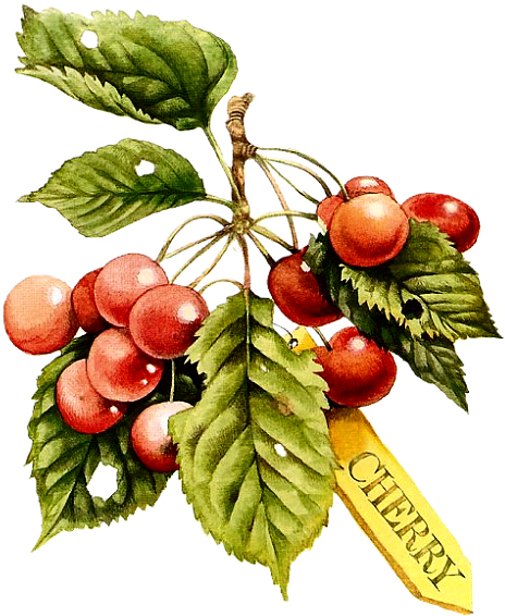 Flowers - Vintage - Imperial Wallcoverings Fruits Wallpaper Border Mb4183b (500x594)