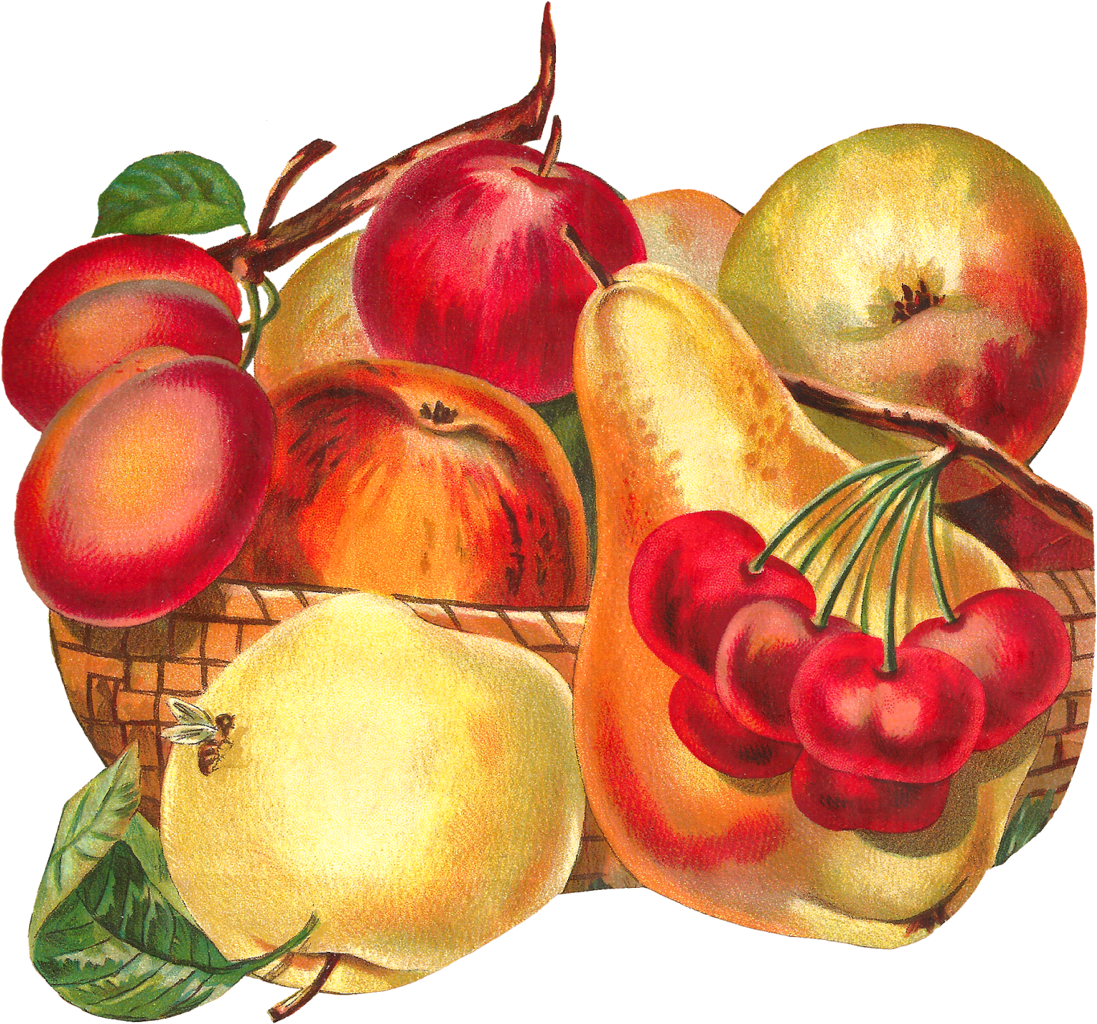 Fruit Basket Image Apple Pear Plum Clipart Artwork - Fruit (1600x1498)