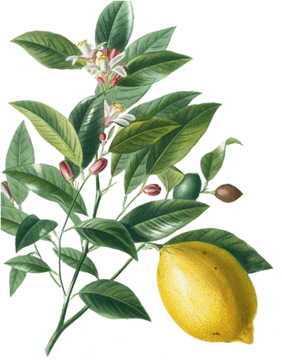 Modern Vintage Lemons Sticker (400x557)