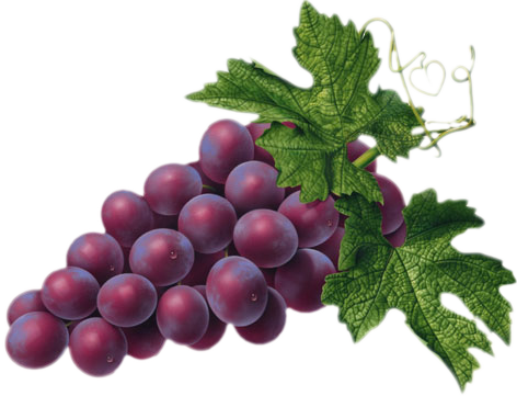 Grapes Clipart Red Grape - Red Grape Png (472x361)