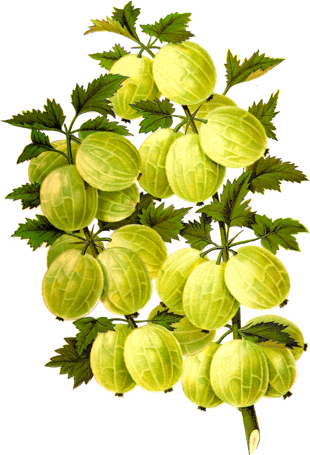 Digital Antique Fruit Clipart Downloads - Gooseberry (1106x1600)