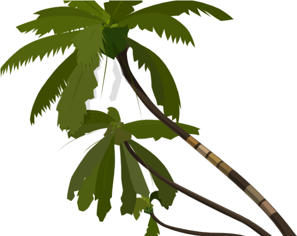 Date Palm Clipart Jungle - Jungle Trees Vector (640x480)