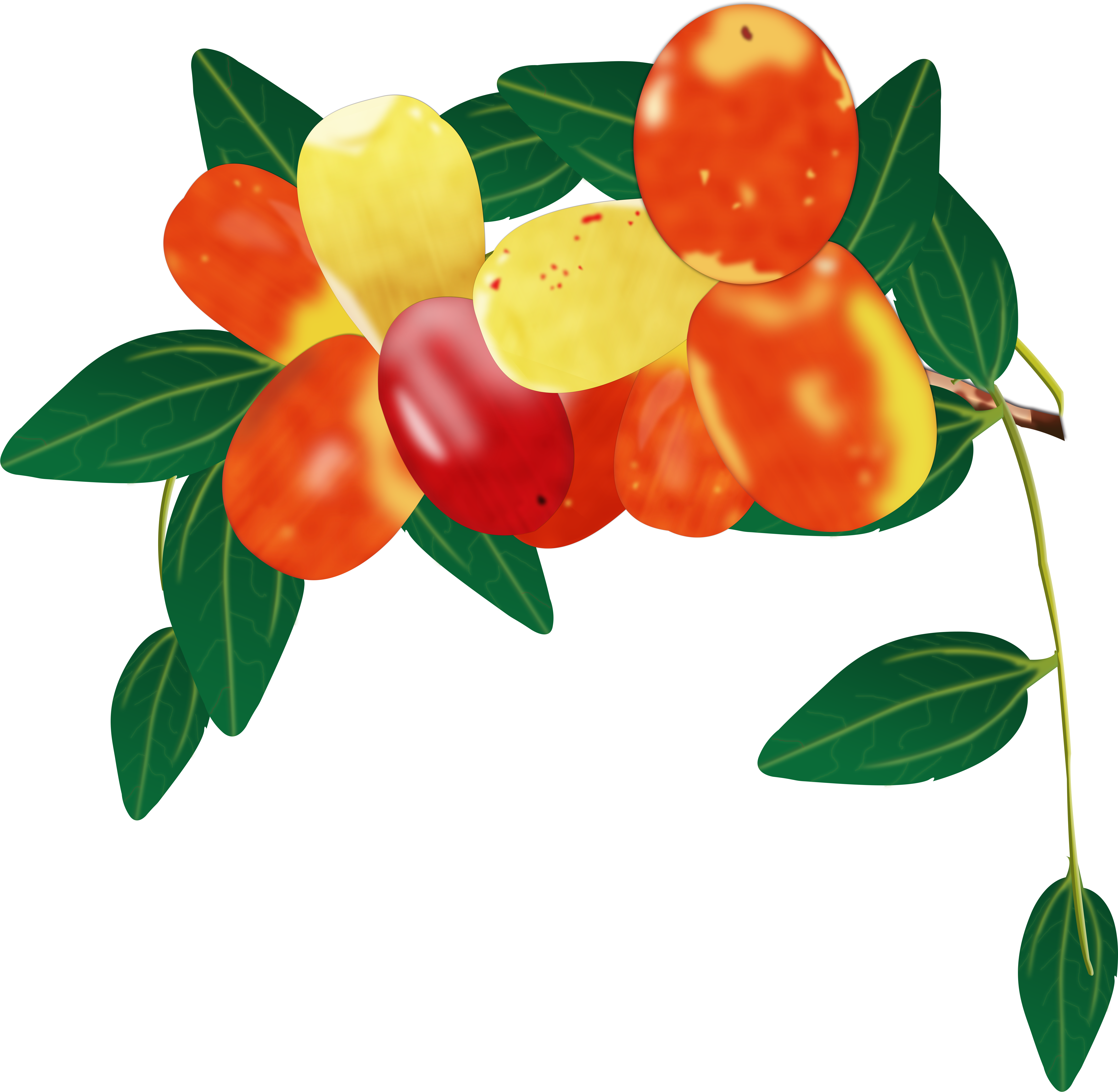 Fruit Date Palm - Fruit Date Palm (7087x7087)