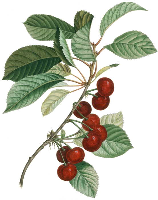 Vintage Accessories For The Pics - Cranberry Botanical Drawing (554x703)