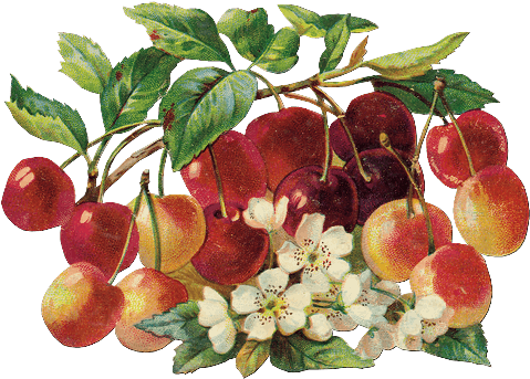 Zoom Diseño Y Fotografia - Art Print: Chromos, Cerises, 9x16in. (500x352)