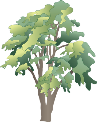 Ian Symbol Robinia Pseudoacacia - Rainforest Tree Vector Png (317x400)