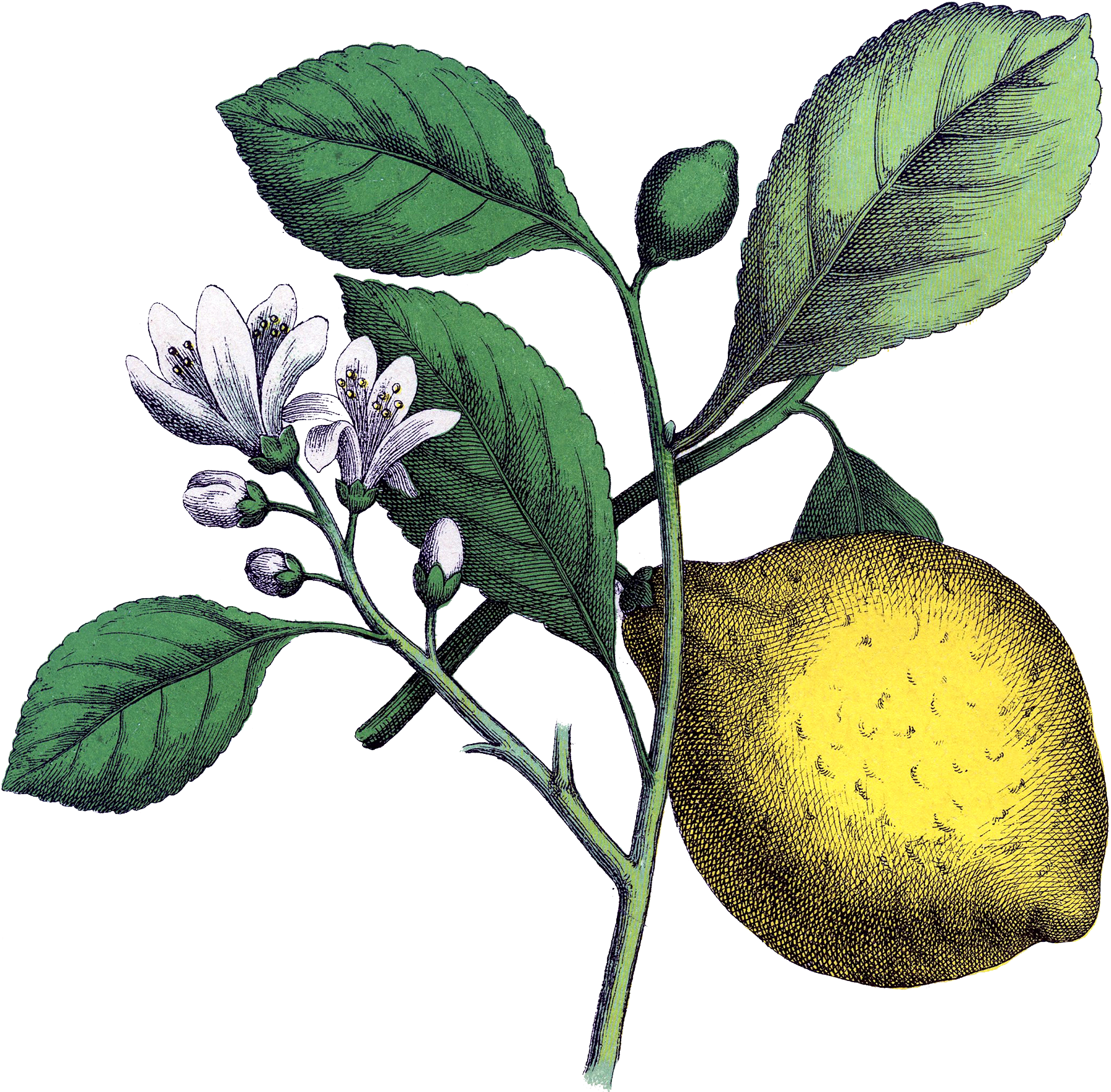 Om Cleanse Retreat - Lemon Vintage Botanical Illustration (1800x1765)