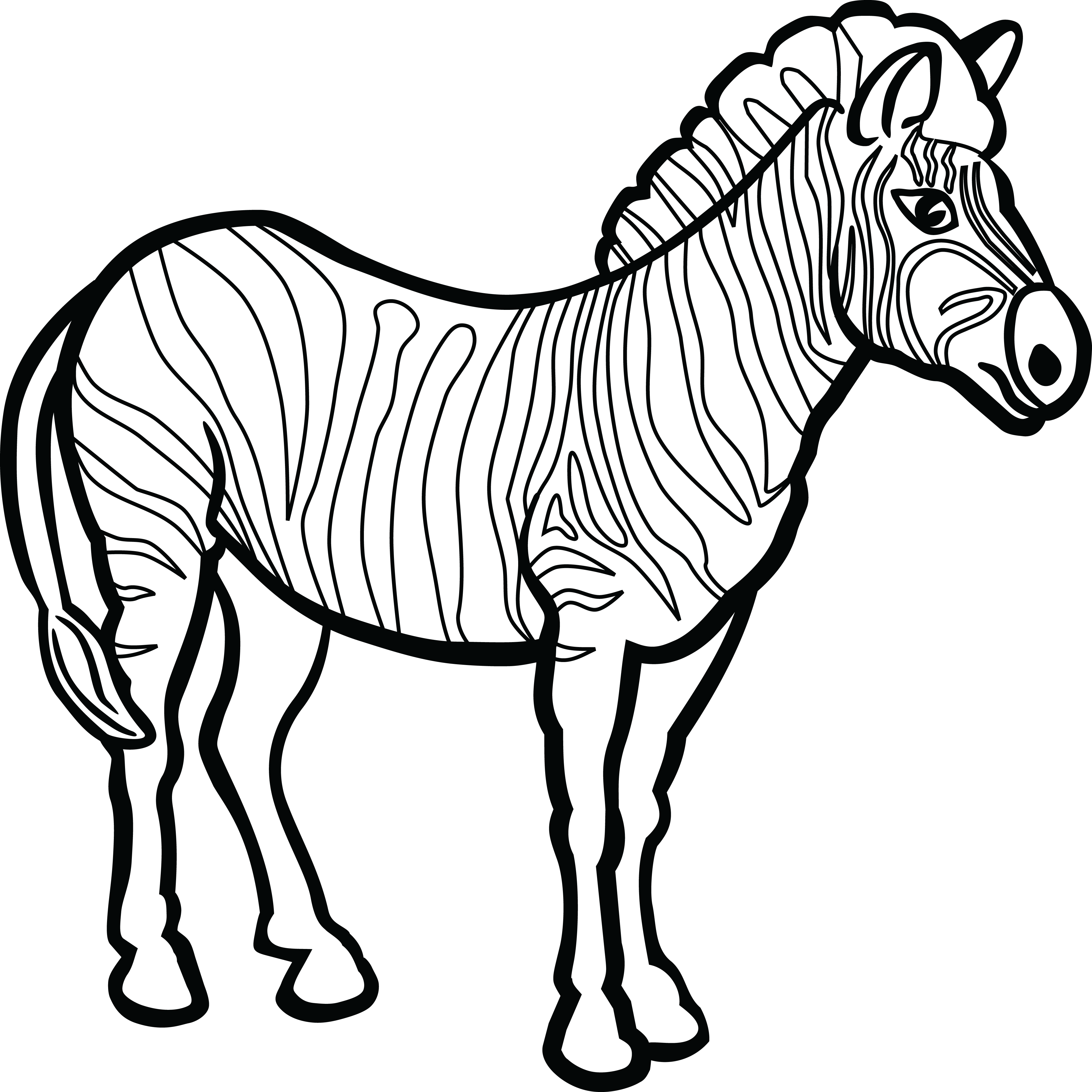 Free Clipart Of A Zebra - Drawing (4000x4000)