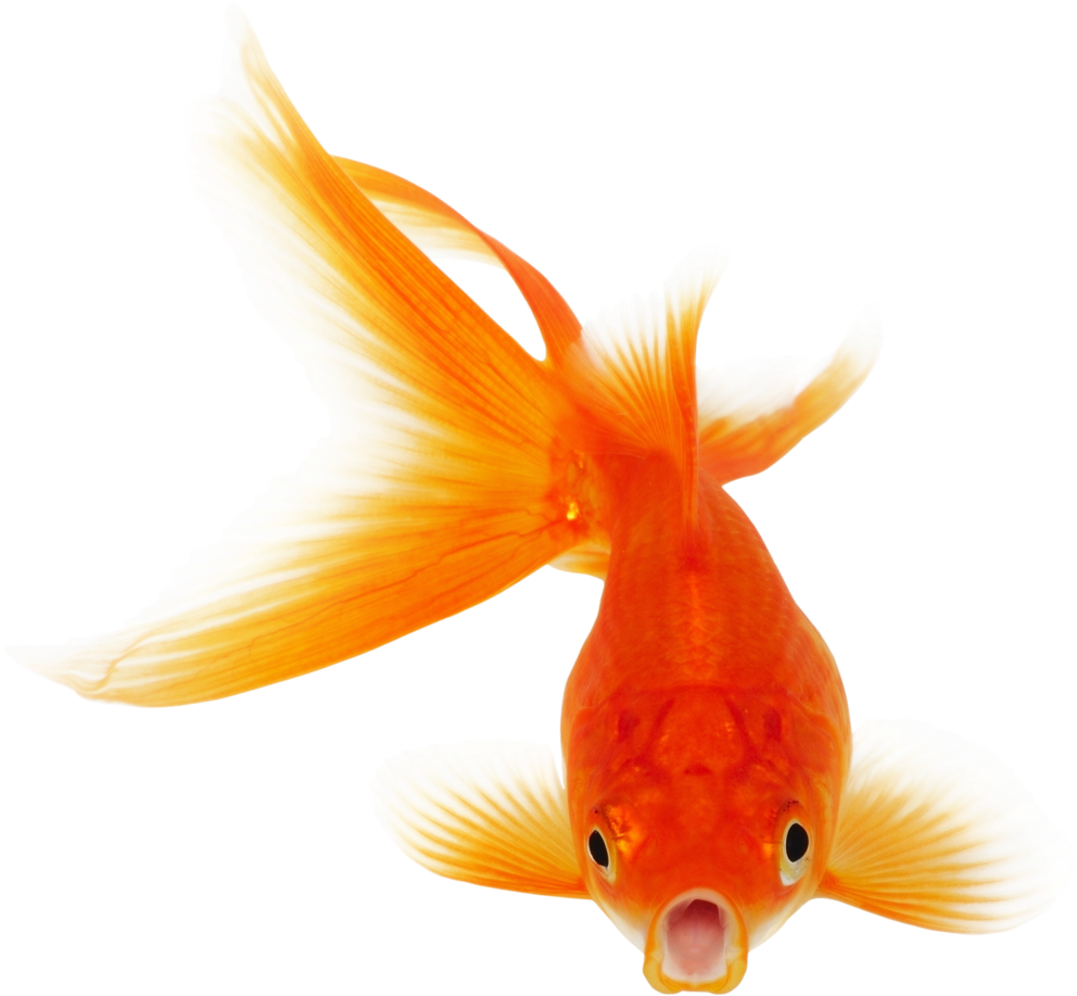 Goldfish Clipart Transparent Fish - Vocabulary Builder Flash Cards (1024x1024)