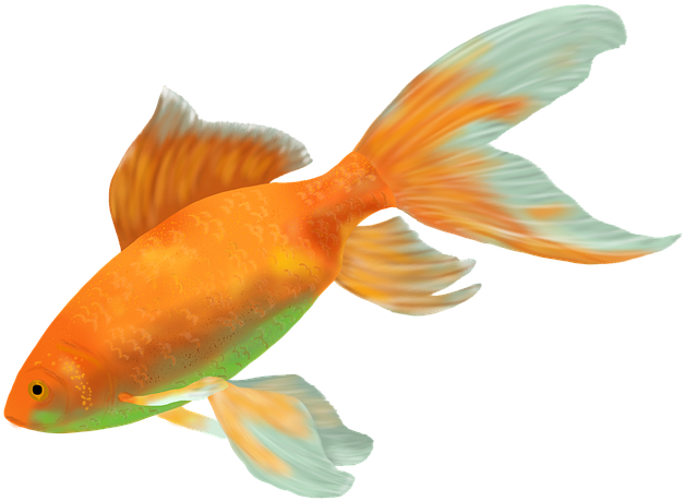 Gold Fish - Goldfish (960x720)