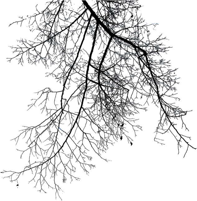 Branches - Winter Branches Png (900x651)