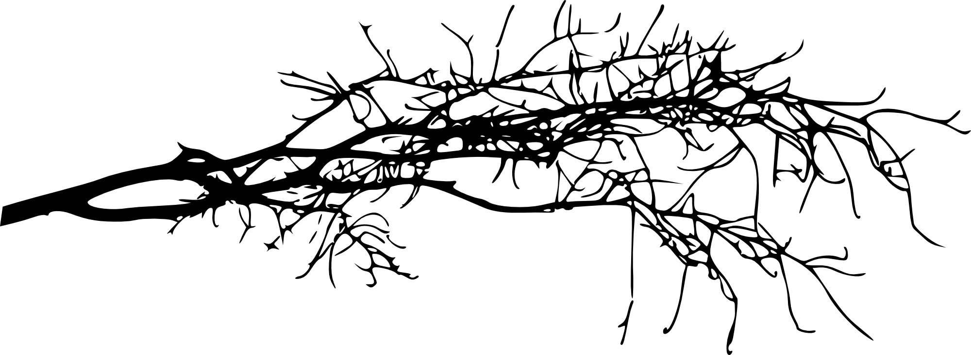 Branch for as