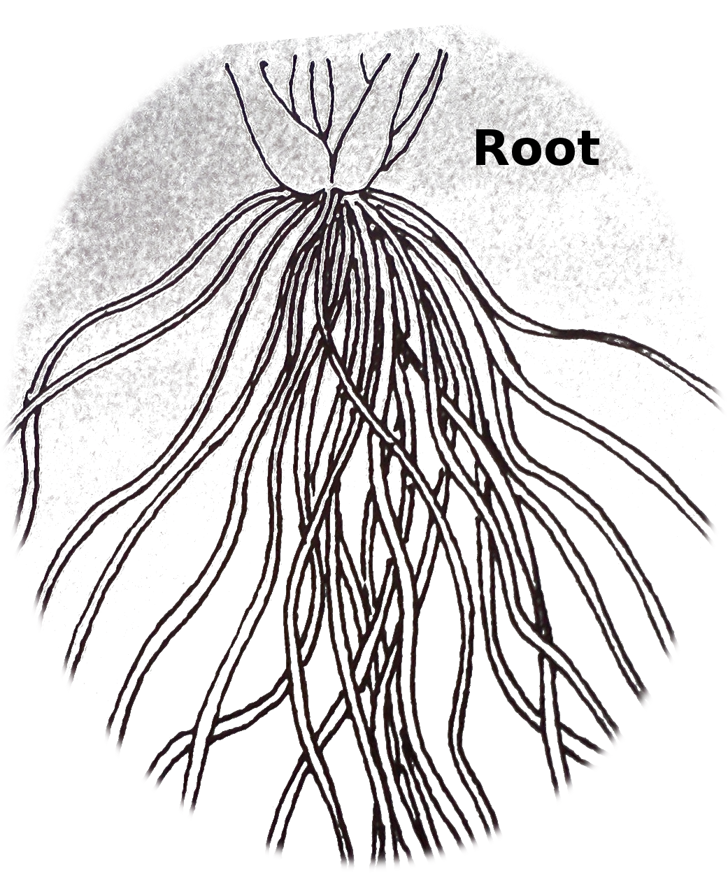 Fibrous Root System Drawing Plant - Outline Picture Of Fibrous Root (1041x1249)