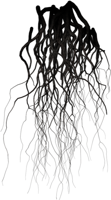 Roots Sticker - Transparent Black Veins Png (495x700)