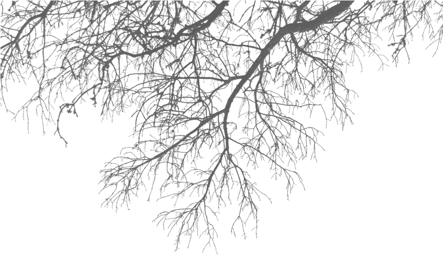 Branch Png Transparent Images Png All - Branches Png (900x602)