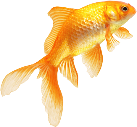 Download Png Image Report - Fish Png Images Hd (500x500)