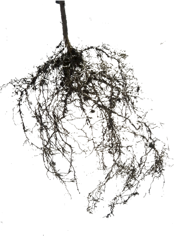 Roots By Luz4sho - Sketch (792x1009)