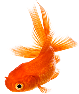 Download Png Image Report - Golden Fish Png (657x329)