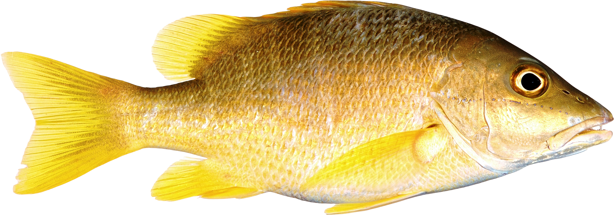 Download Png Image Report - Fish Png Transparent (2000x766)