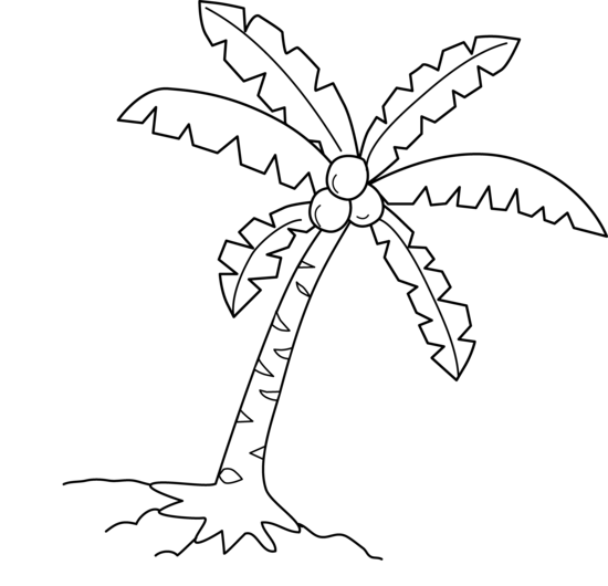 Coconut Tree Black And White Clipart - Coconut Tree Drawing (550x530)