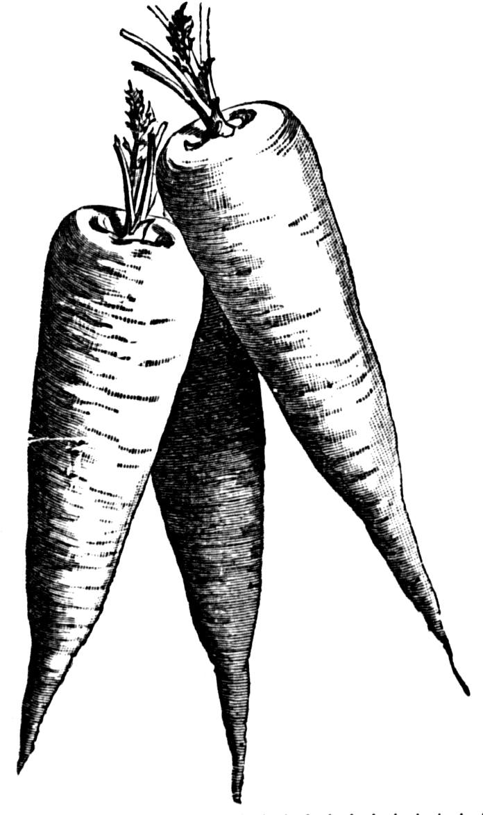 Carrots Clipart Black And White - Clip Art (700x1188)