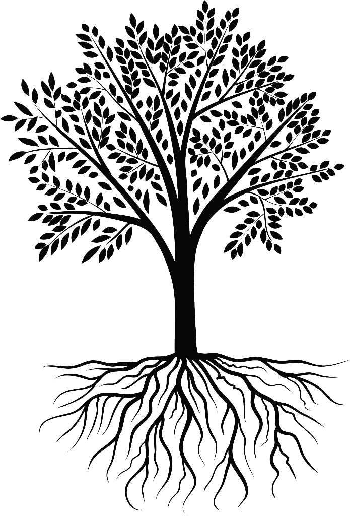 About - Transparent Tree Of Roots (695x1024)