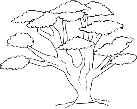 Narra Tree Clipart Black And White - Раскраска Баобаб (550x438)
