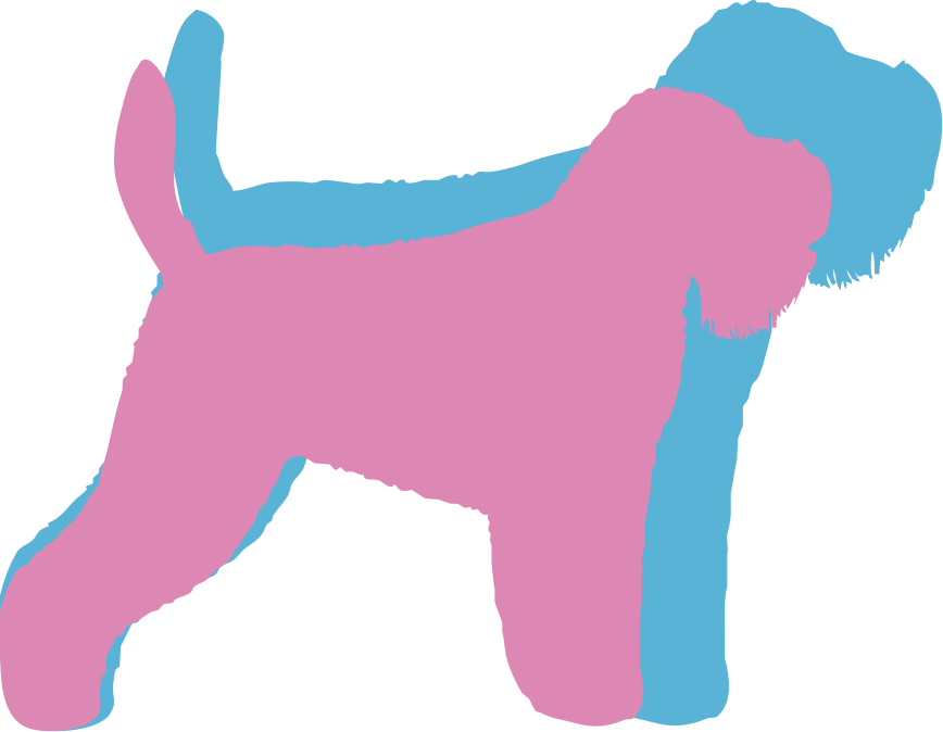Black Russian Terrier Health - Black Russian Terrier (868x674)
