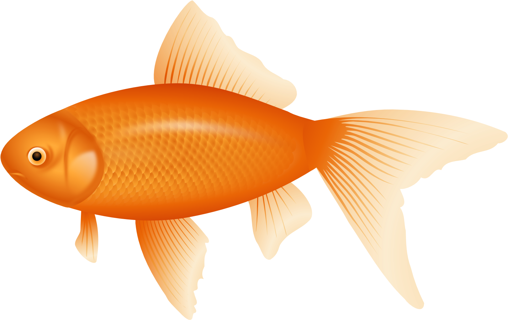 Orange Fish Png Clipart - Fish Clipart Transparent Background (1666x1093)