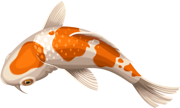 Koi Carp Clipart Transparent - Koi Fish Transparent (600x359)