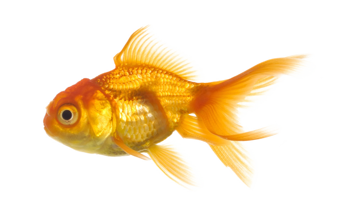 Gold Fish Png Image - Fish With Transparent Background (1160x686)